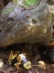 Dendrobates leucomelas