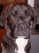 Dogge-Boxer Mischling