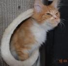 Maine Coon Youngster in red tabby w white mit Stammbaum