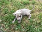 Reinrassiger silbergrauer Weimaraner Welpe KH
