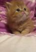Perserkitten Perserbabys