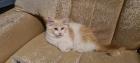 Maine Coon Jungs zum verlieben