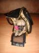 Mini Chihuahua Rüde 2 5 Jahre alt sucht ein neues Zuhause