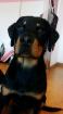 Rottweiler Welpe 5 Monate Rüde zu verkaufen.