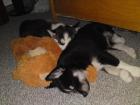 Echte Siberian Husky Welpen VB