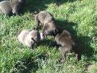 9 süsse kleine mixwelpen aus mastino napilitano und staffort suchen ein liebevol