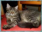 MAINE-COON-Mädchen