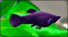 Viele aquarienfische günstig abzugeben