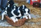 Süße Border-Collie-Welpen suchen neues Zuhause