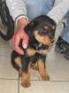 Kiko - ein fragiler kleiner Hundewelpe der sämtliche Beschützerinstinkte weckt