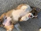Berner Sennenhund Welpen