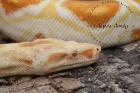 Boa constrictor albino sharp line ab 500 -Euro Verkaufe Deutscher Name Ro