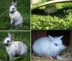 2 Kaninchen zu Verschenken