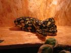 Teppichpython Terrarium