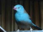 Blaukopfschmetterlingsfink Blaukopfastrild
