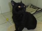 Schmusiger Kater sucht verzweifelt Katzenfreund mit großem Herz