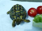 Griechische Landschildkröte Schildkröte männlich ca. 8 Jahre aus Freilandhalt