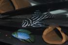 L046 Hypancistrus Zebra zebra Pleco