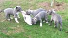 Wunderschöne American Bully XXL Welpen Blueline