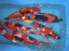 Grosser Einzelfischverkauf KOI verschiedene Farbschäge 25- 55 cm ab 70 -