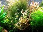 Cognacpflanze Bündel Aquariumpflanzen Versand/ Abholung