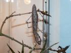 Pnigomantis medioconstricta