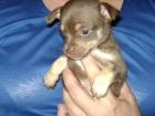 Chihuahua Welpe schoclet tan