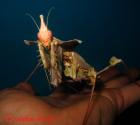 Idolomantis diabolica Acanthops uvm.