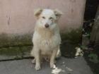 Bildhübscher Collie-Mix Spike