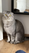 Scottish fold Kater Katze männlich