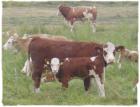 Kennen Sie Colostrum