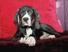 Deutsche Doggen Welpen Hündin schwarz VDH - abgabebereit