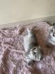 Bkh Kitten