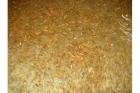Spitzen KOIBRUT 1-3 cm St. nur 0 33 EUR Grosse Farbenvielfalt Showa Sanke Ko