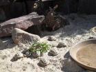 Griechische Landschildkröten