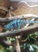 Pantherchamäleon mit Terrarium