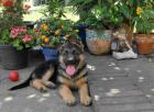 Deutsche Schäferhunde SV / VDH