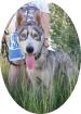KODA - 60 cm - HUSKY MIX IN NOT aus dem Tierschutz