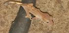 0. 0. 2 Correlophus Ciliatus Kronengecko Gecko