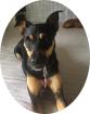 MIA - 40 cm - SÜSSE HÜNDIN IN NOT aus dem Tierschutz