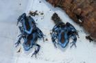 Dendrobates auratus calobre
