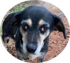 LUNA - 35 cm - HUNDEDAME IN NOT aus dem Tierschutz