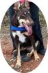 ROY - 53 cm - JUNGER Schäferhund - Husky Mix IN NOT aus dem Tierschutz