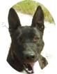 ANGIE - 60 cm - TRAUMHUND IN NOT aus dem Tierschutz