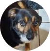 KAZIMIR - 30 cm - CHIHUAHUA MIX IN NOT IN DEUTSCHLAND aus dem Tierschutz