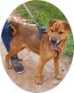 KICSI - 45 cm - SHAR PEI IN NOT aus dem Tierschutz