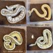 2 2 Königspythons Python regius abzugeben