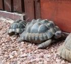 Maurische und griechische Landschildkröten
