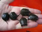 Europ. Sumpfschildkröten Nachzuchten aus 2022