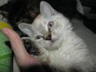 Süße Kitten im Schafspelz Selkirk Rex ohne Papiere